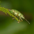 Pachyrhinus lethierryi