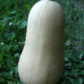 COURGE BUTTERNUT A L'INDIENNE