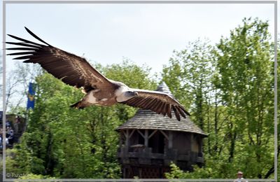 Au Bal des Oiseaux Fantômes.