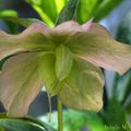 Hellebore