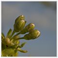 Boutons et Fleur de Cerisiers