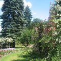 La roseraie de Sangerhausen ou l'Europa Rosarium et la magie des roses...