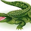 Un crocodile ...