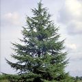 CEDRUS altlantica