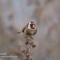 Chardonneret élégant, Carduelis carduelis