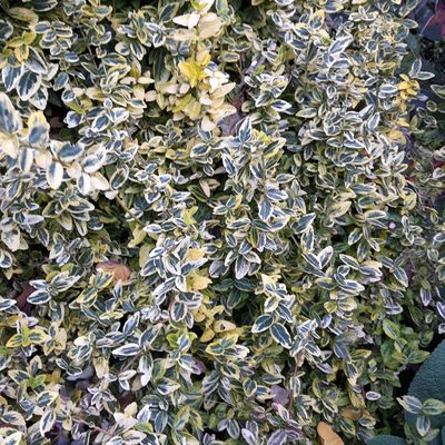Euonymus fortunei Emerald and Gold