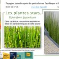 Equisetum japonicum par Paysagiste Pays Basque et Paysagiste Landes
