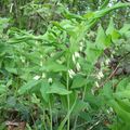 Faux muguet.