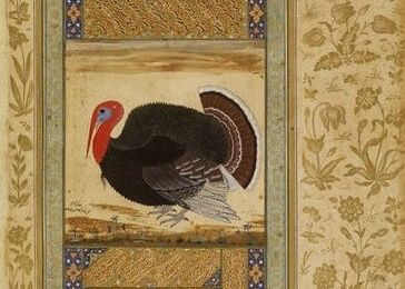 Un oiseau merveilleux