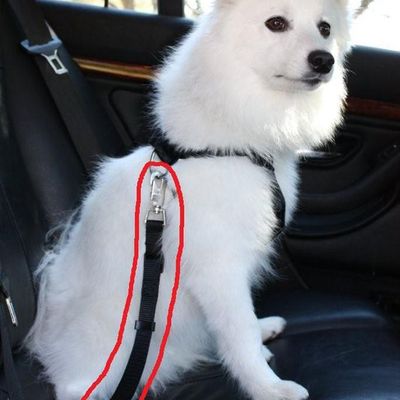 -> Ceinture de Sécurité pour chien