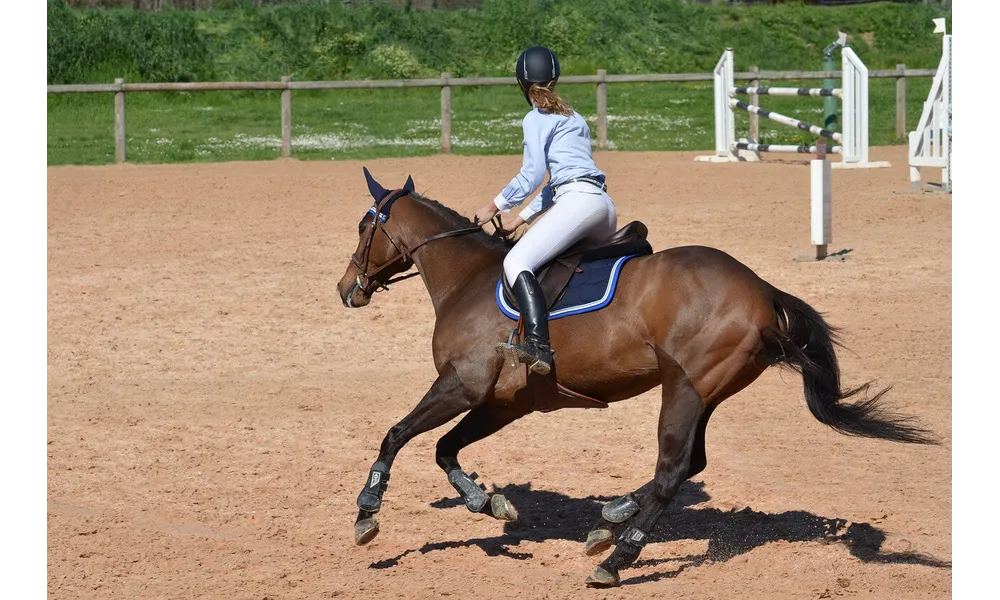 Logiciel de gestion de centres équestres, écuries de propriétaires et poneys clubs