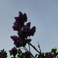 CIEL en LILAS