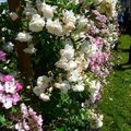 {fête des roses à l'Abbaye de Chaalis} {1} des