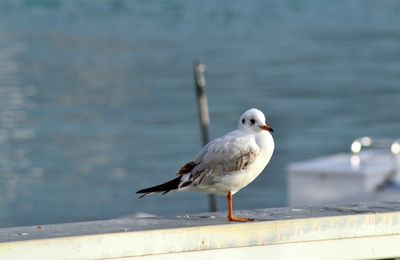 mouettes