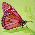 Papillon, 20x20cm