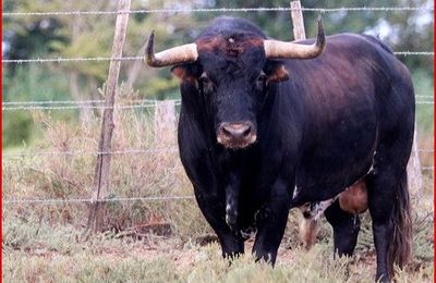 6 toros 6 de la ganaderia margé à Las Ventasl