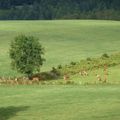 "ces vaches uniformément rousses qui sur le vert