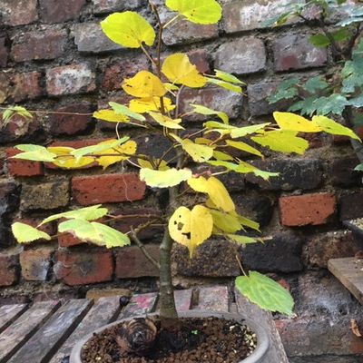 Tilleul - Tilia cordata