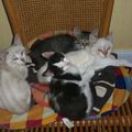 4 chatons de trois mois agrandissent la tribu Mi-Ni Cats ! 