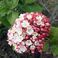 Une viorne à la superbe floraison printanière parfumée...