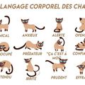 LE LANGAGE CORPOREL DU CHAT