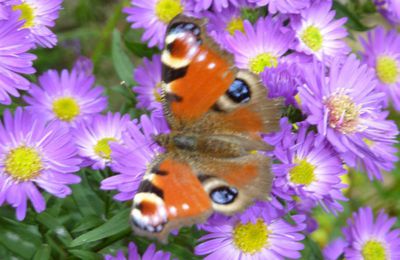 fleurs etr papillons