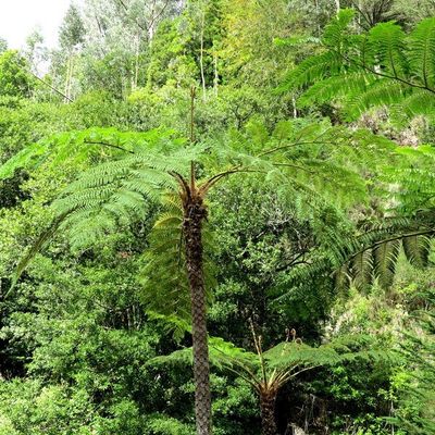 Ile de Madère , Ribeiro Frio