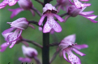 Orchis militaire x pourpre