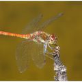 Sympetrum strié : Sympetrum striolatum