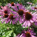 Bouquet de fleurs