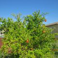 S'épanouir au jardin et nulle part ailleurs! Rêve d'une place au soleil !