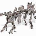 Nature at Home: Huge Stegosaurus skeleton to be sold by Auctionata at REDGALLERY