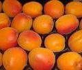 Abricots: orangered