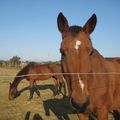 au centre equestre