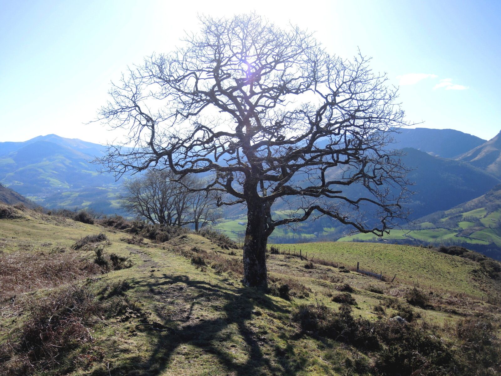 Larla, en redescendant, arbre, février 2025 (64)