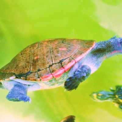 Tortue à plastron rouge