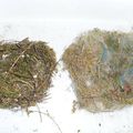 De mes vacances, j'ai rapporté deux nids: Nous