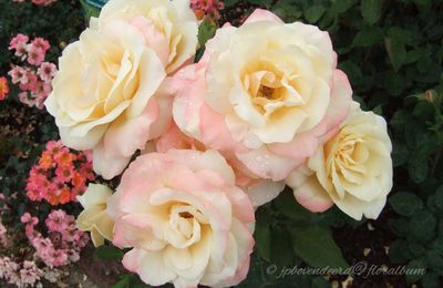 Rosa 'Apricot Queen Elisabeth' 