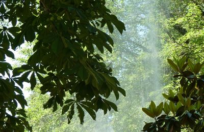 TOUJOURS DANS LE JARDIN...