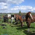 Des cavaliers à l'Auberge