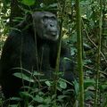 Muséum national d’histoire naturelle : « Ensemble, pour l’avenir des grands singes » 