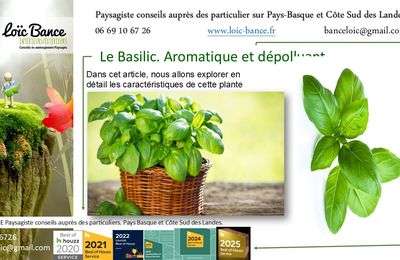 Le Basilic plante dépolluante par Paysagiste Pays Basque et paysagiste Landes.