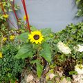 dimanche jour des fleurs Je vous offre mon