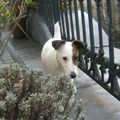 Gipsy sur le balcon 