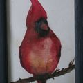 LE CARDINAL ROUGE AQUARELLE