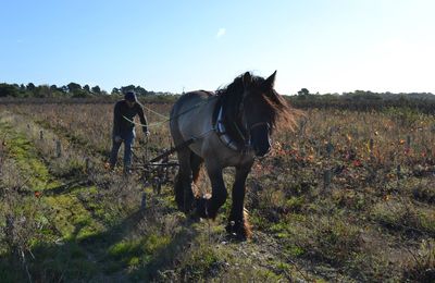 Vendée : vignobles avec vue sur mer, ou presque!...