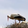 Cigogne blanche