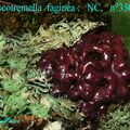 ASCOTREMELLA