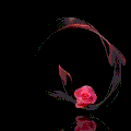 ♥♥♥♥♥ Si seulement ....tu étais là.....♥♥♥♥