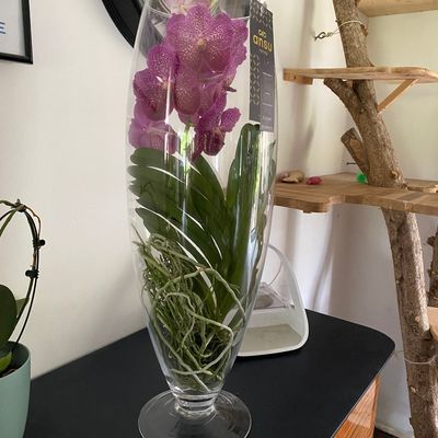 Bonne fête Valérie 